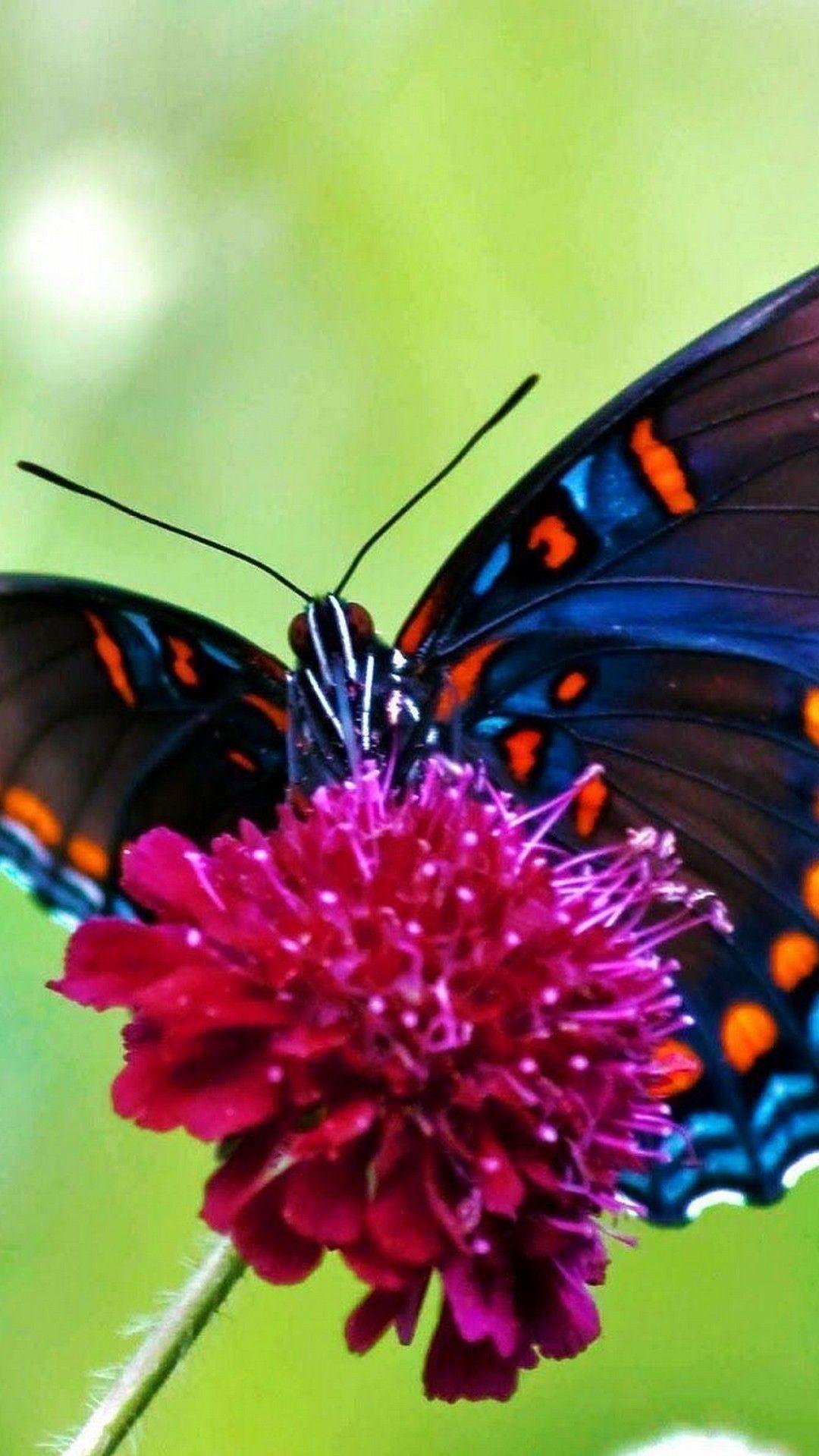 Butterfly Wallpaper for Mobile 1080x1920