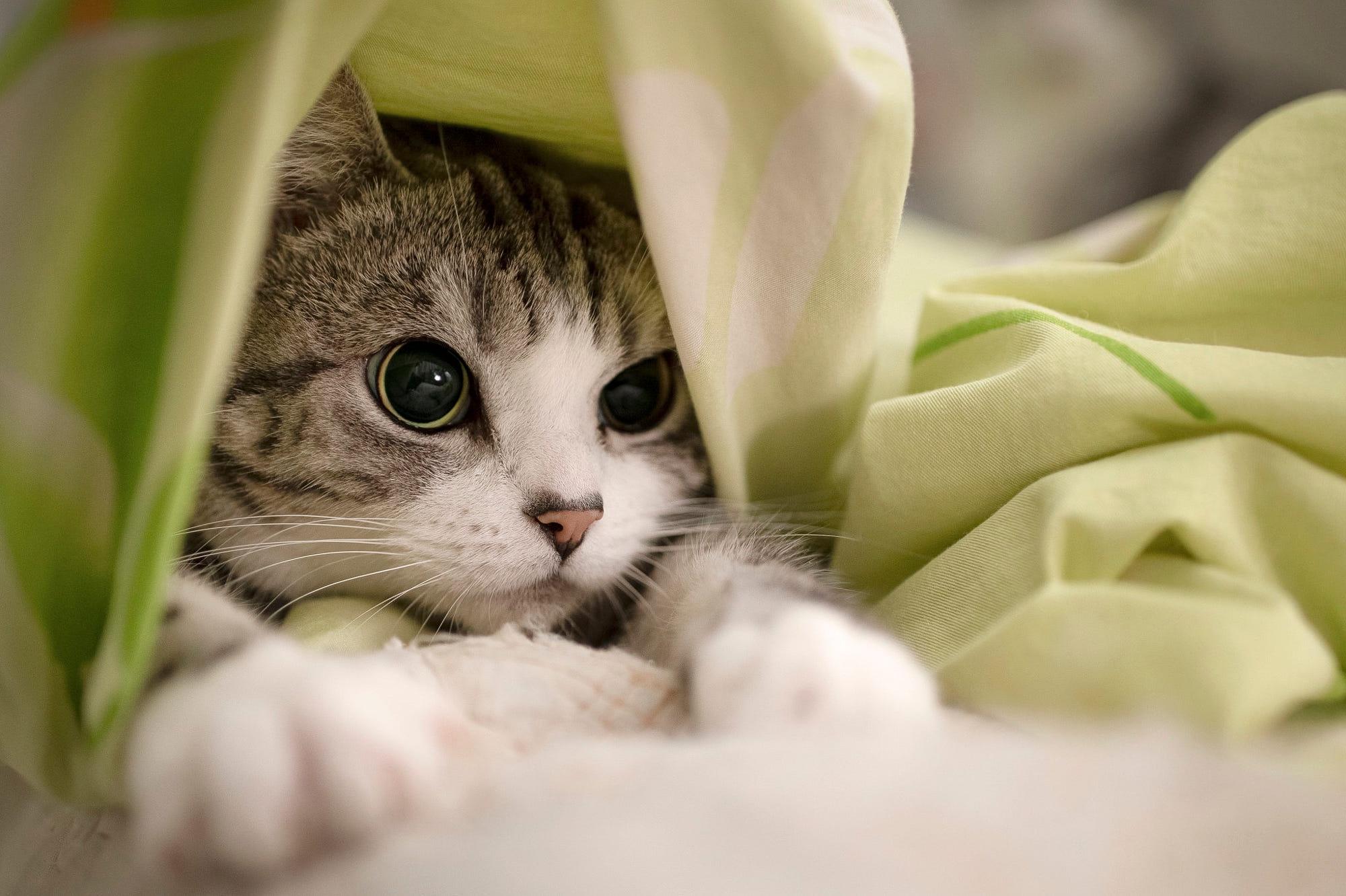 Cat Hd MacBook Wallpaper 2000x1333