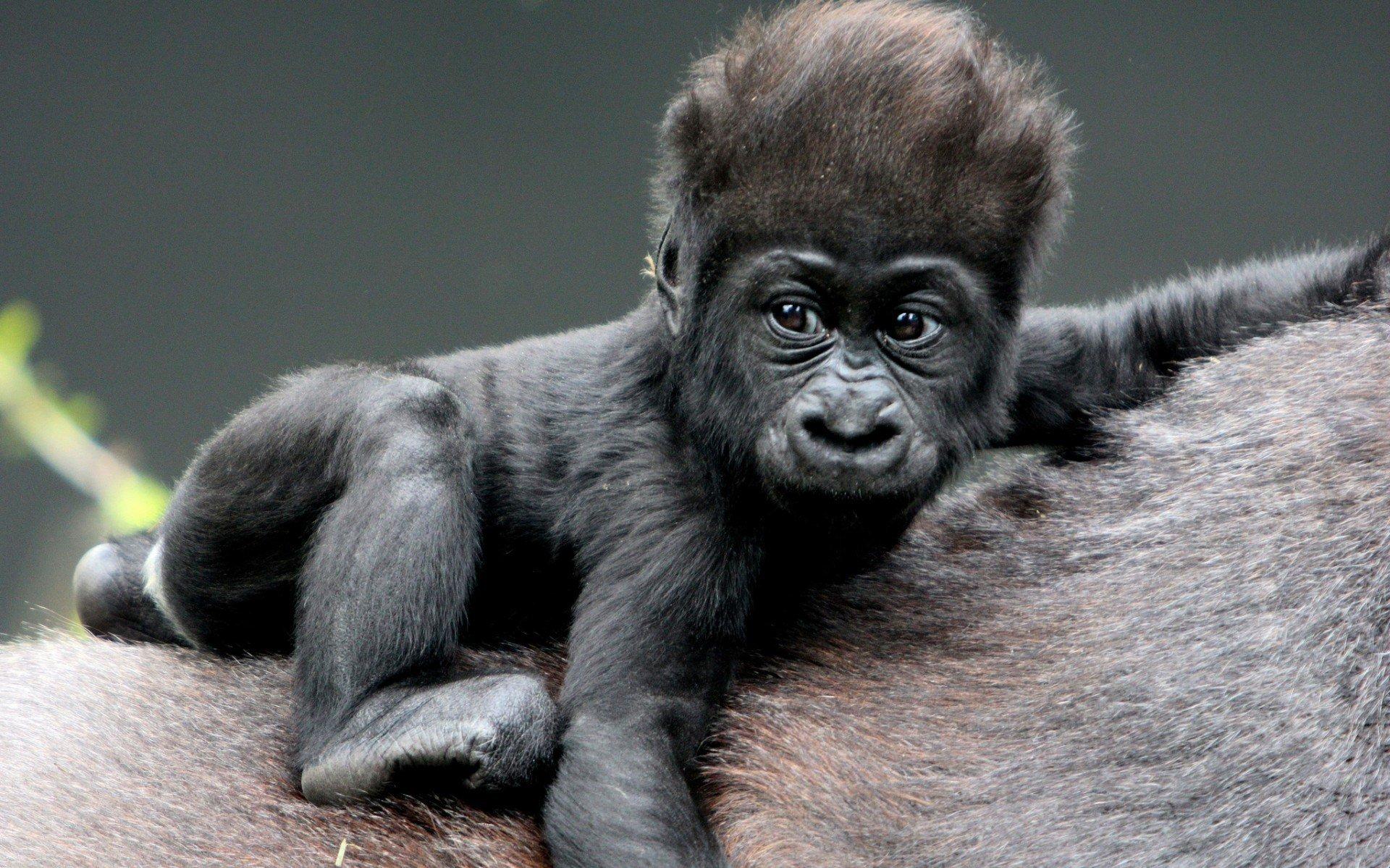 Gorilla Widescreen HD Wallpaper 1920x1200