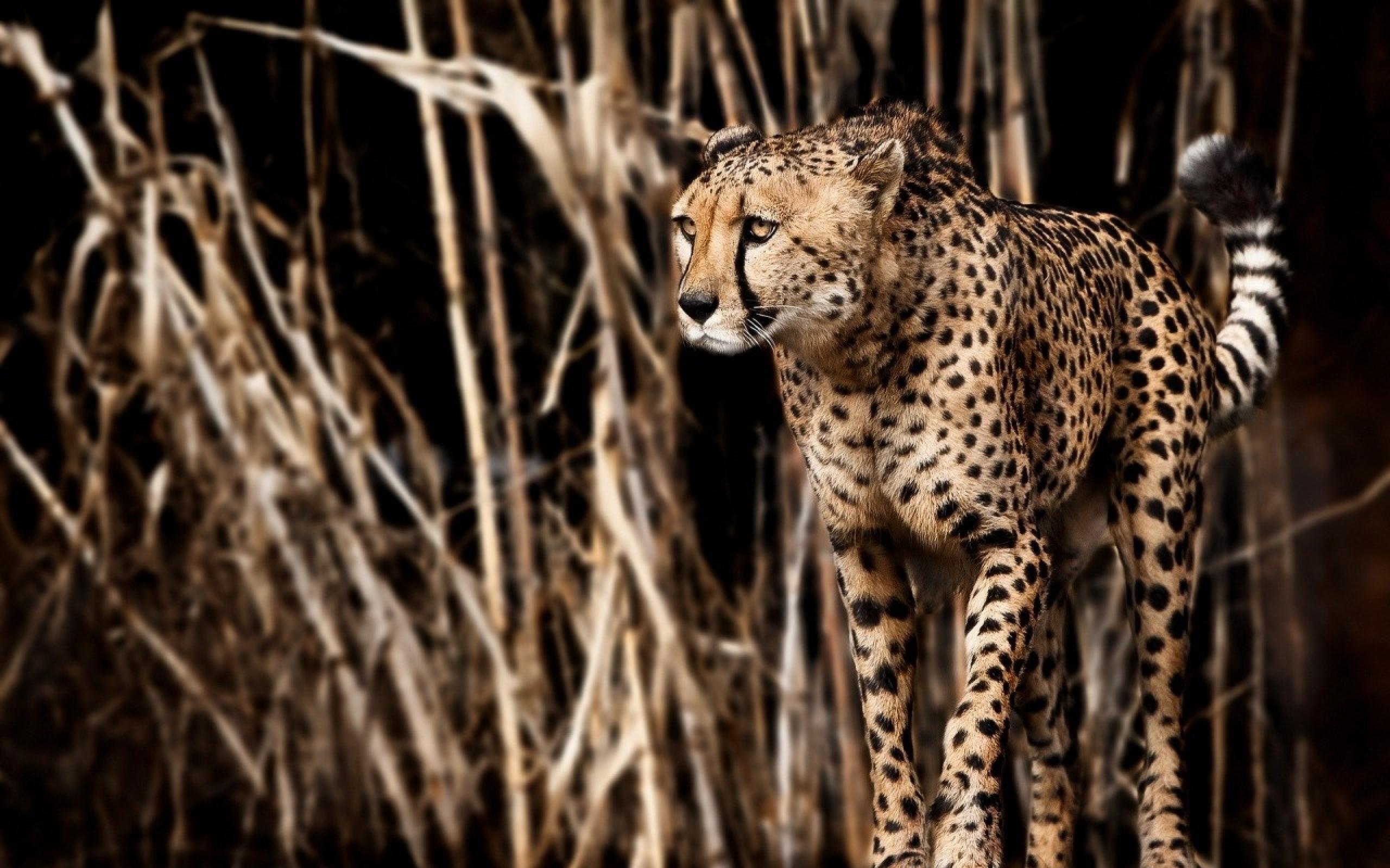 Gepard MacBook Background 2560x1600