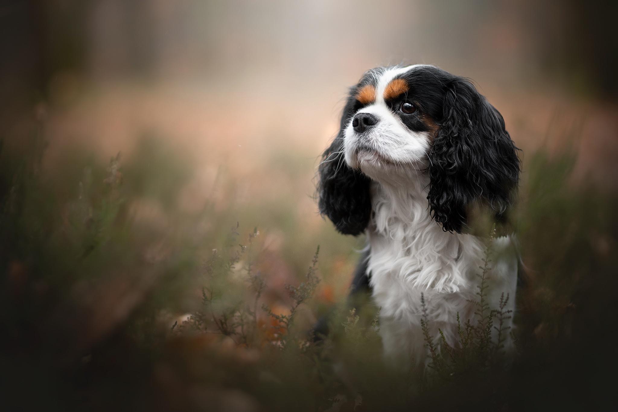 Charles Spaniel Dog Laptop Background 2048x1365