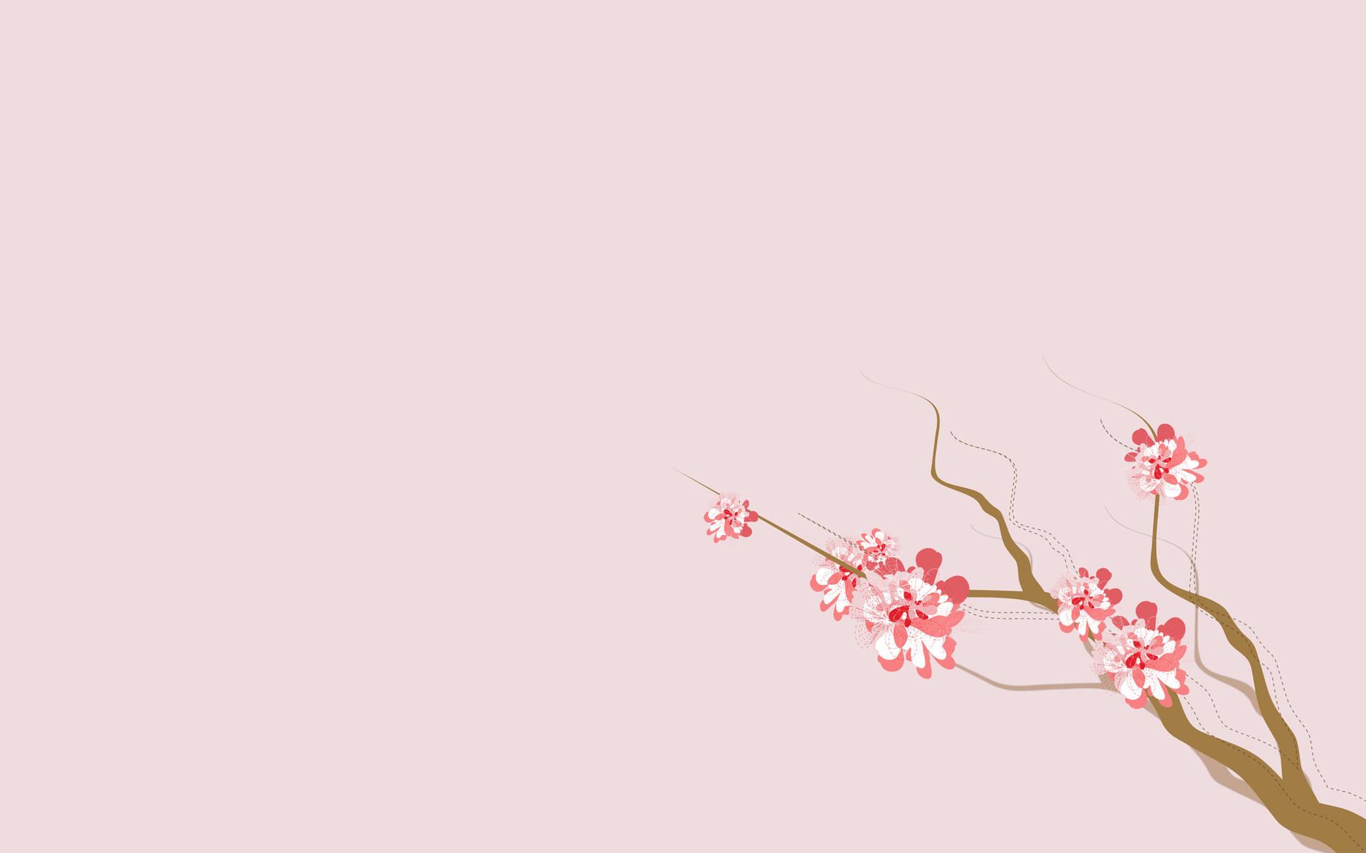 Sakura Flowers Widescreen HD Wallpaper 1920x1200