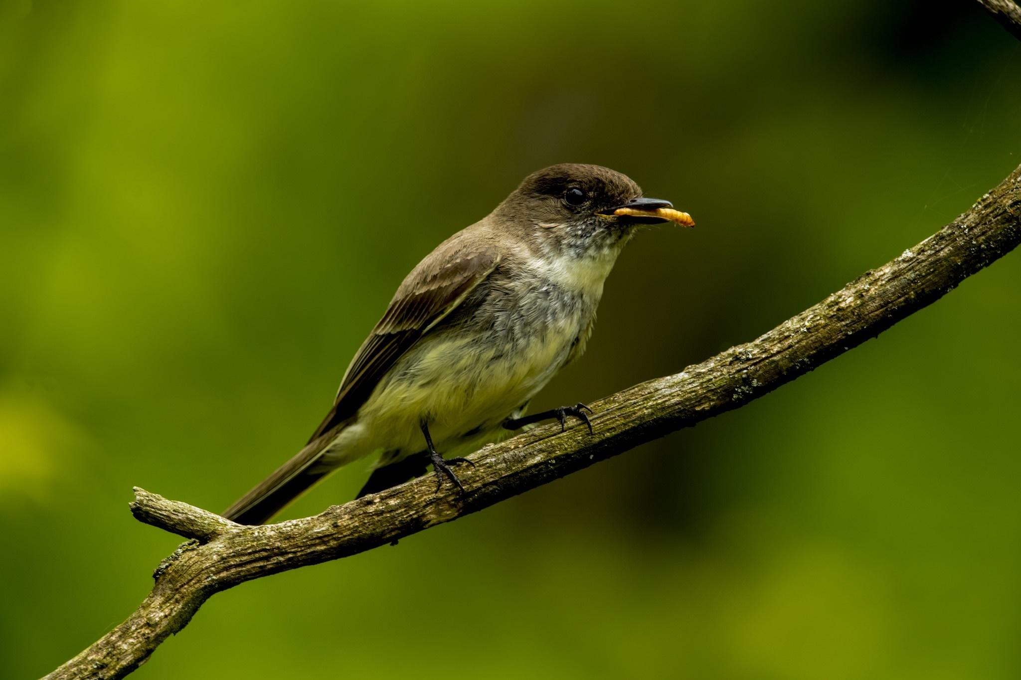 Nightingale Background Image 2048x1365