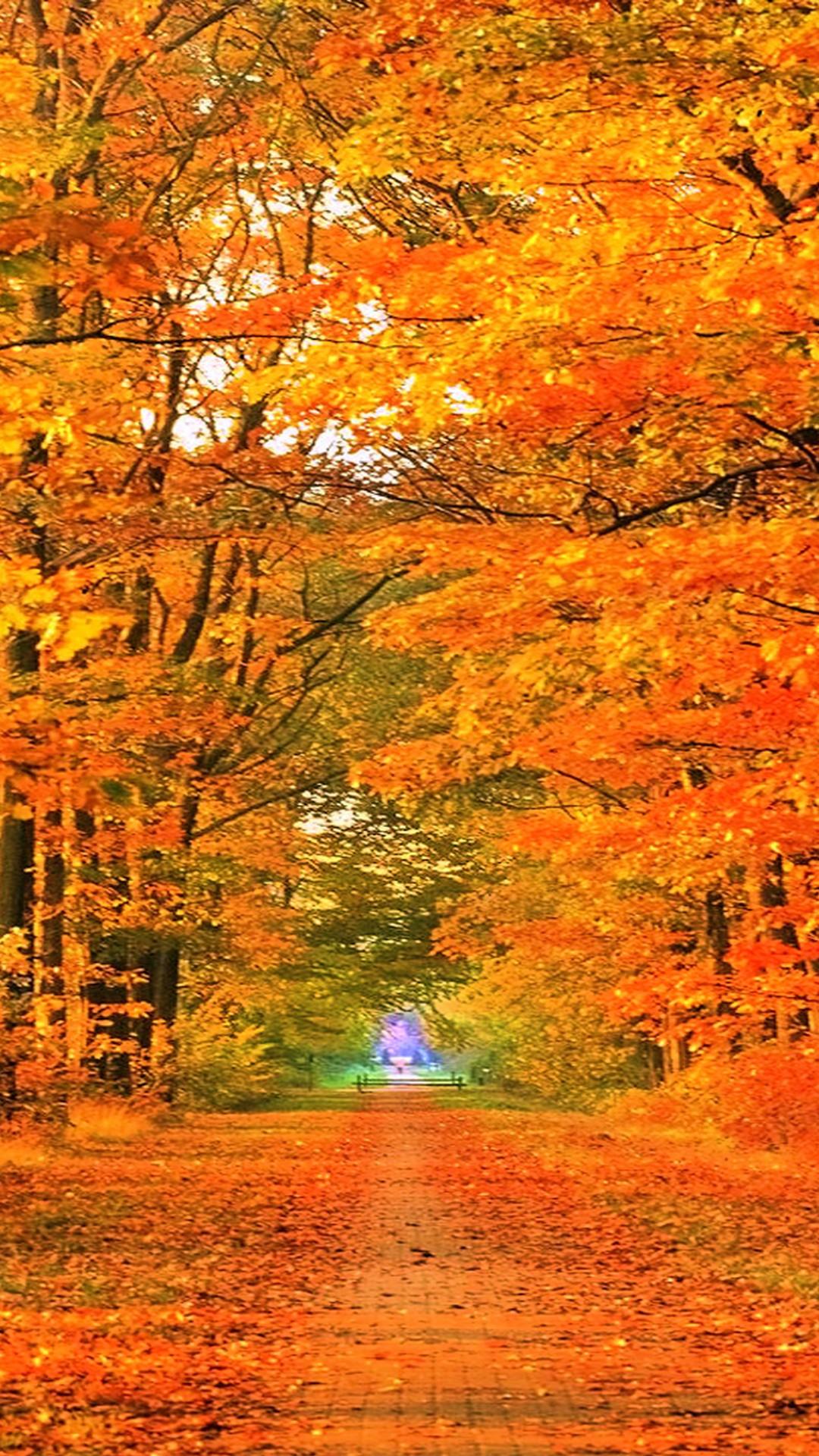 Fall Phone HD Background 1080x1920