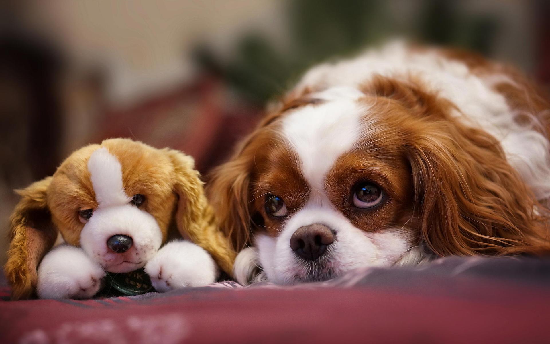 Charles Spaniel Dog Widescreen HD Wallpaper 1920x1200