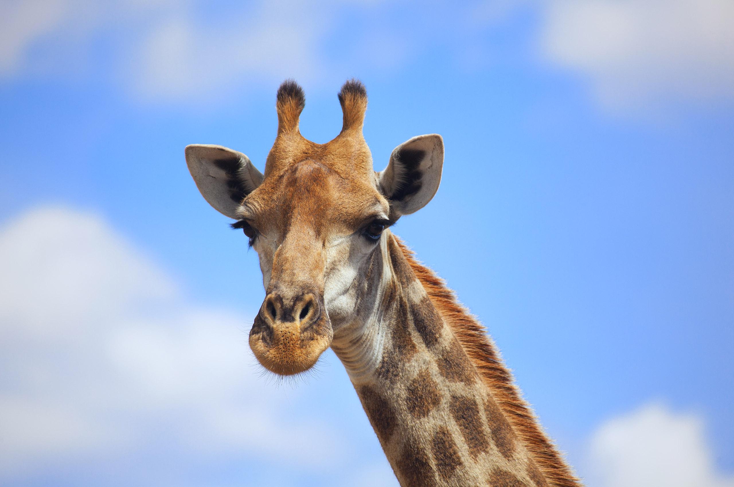 Giraffe Laptop Wallpaper 2560x1700