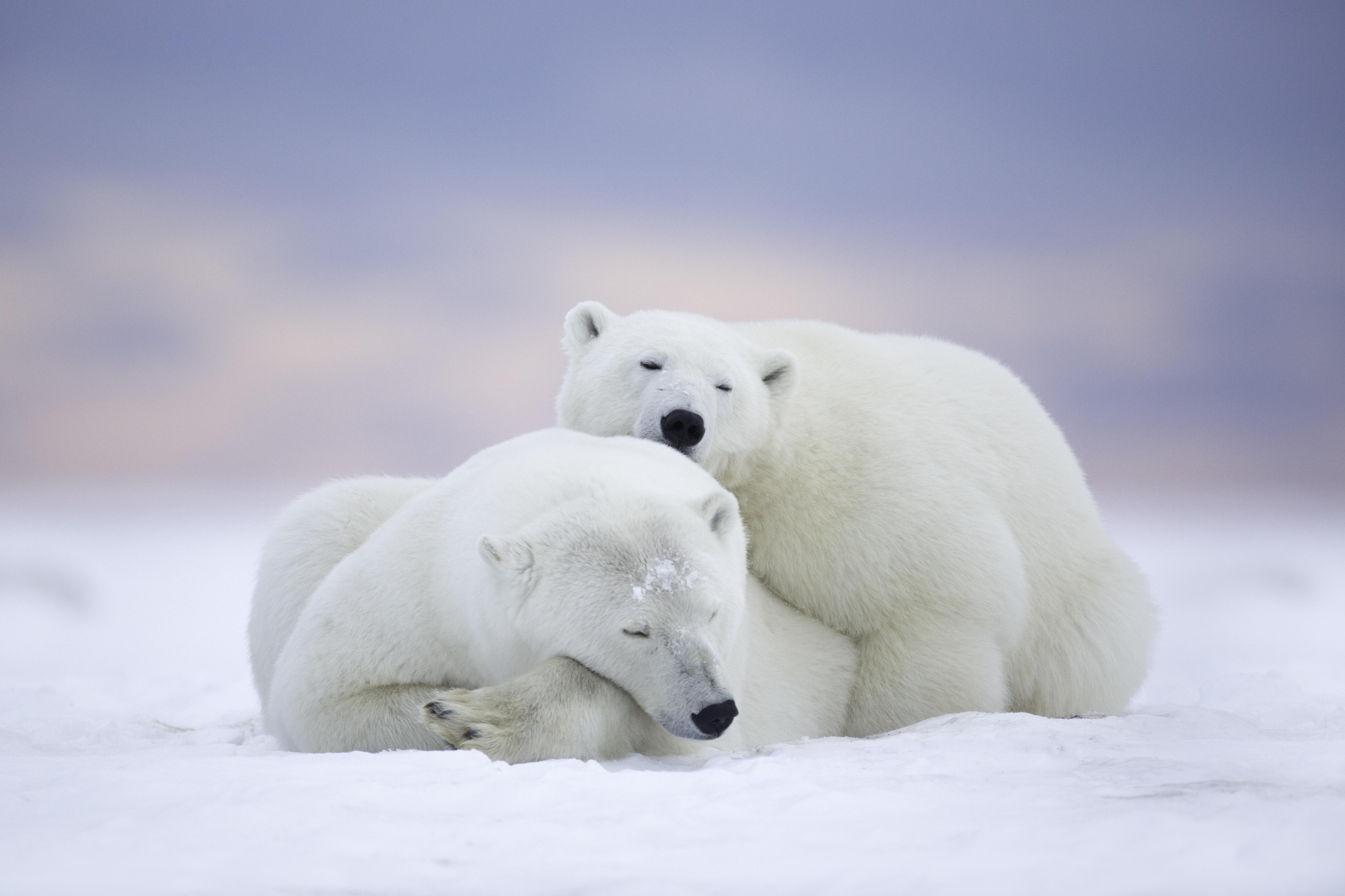 Polar Bear Background Image 5433x3622