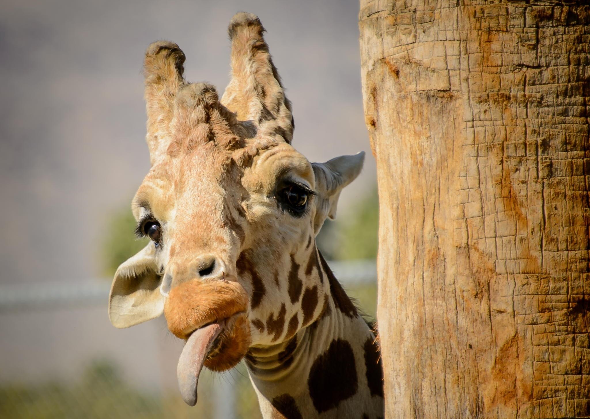 Giraffe Laptop Wallpaper 2048x1458