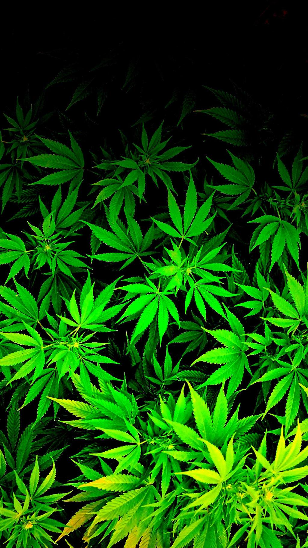 Weed Phone Background Image 1024x1821