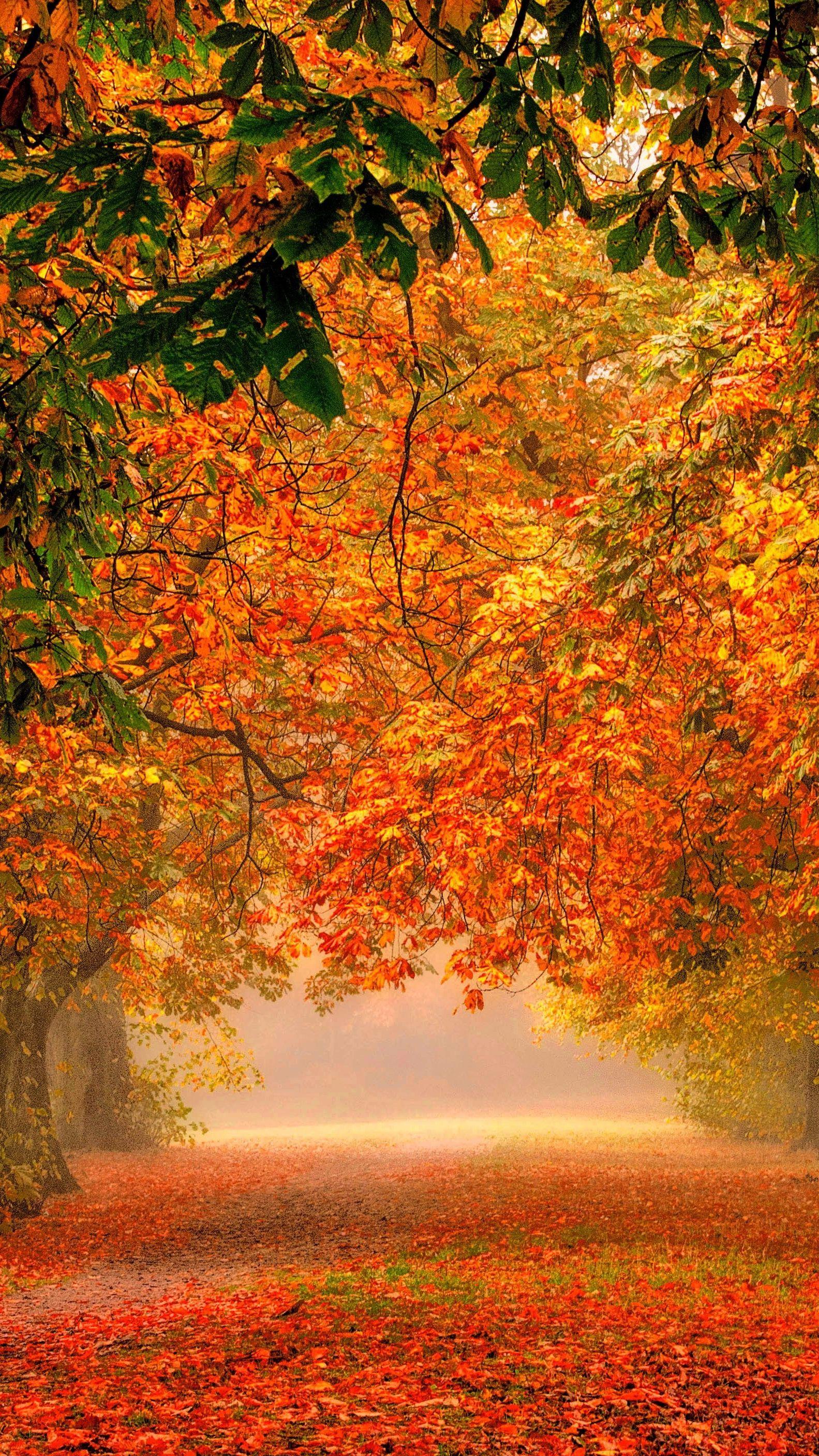 Fall iPhone Wallpaper 1583x2816