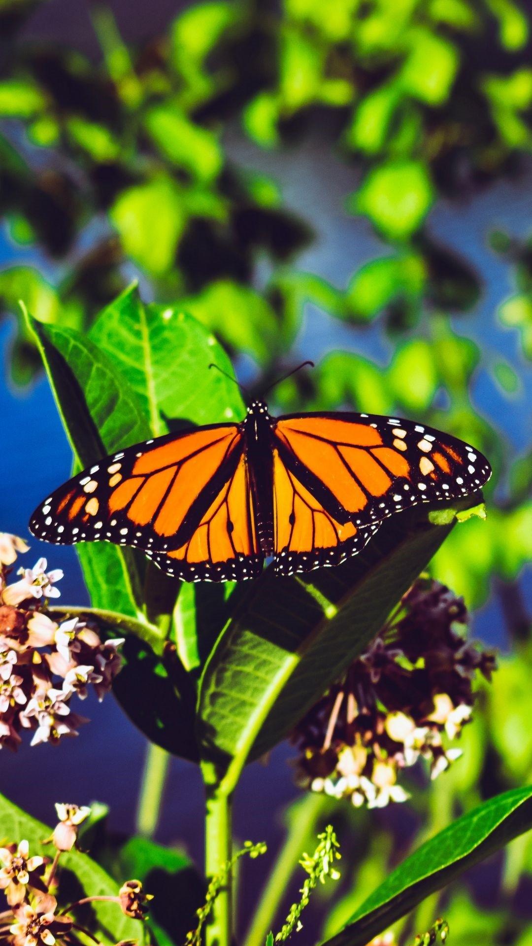 Butterfly Android Wallpaper Image 1080x1920