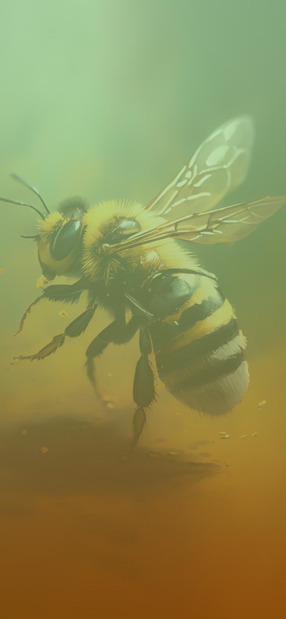 Bumblebee Phone Wallpaper 1183x2560