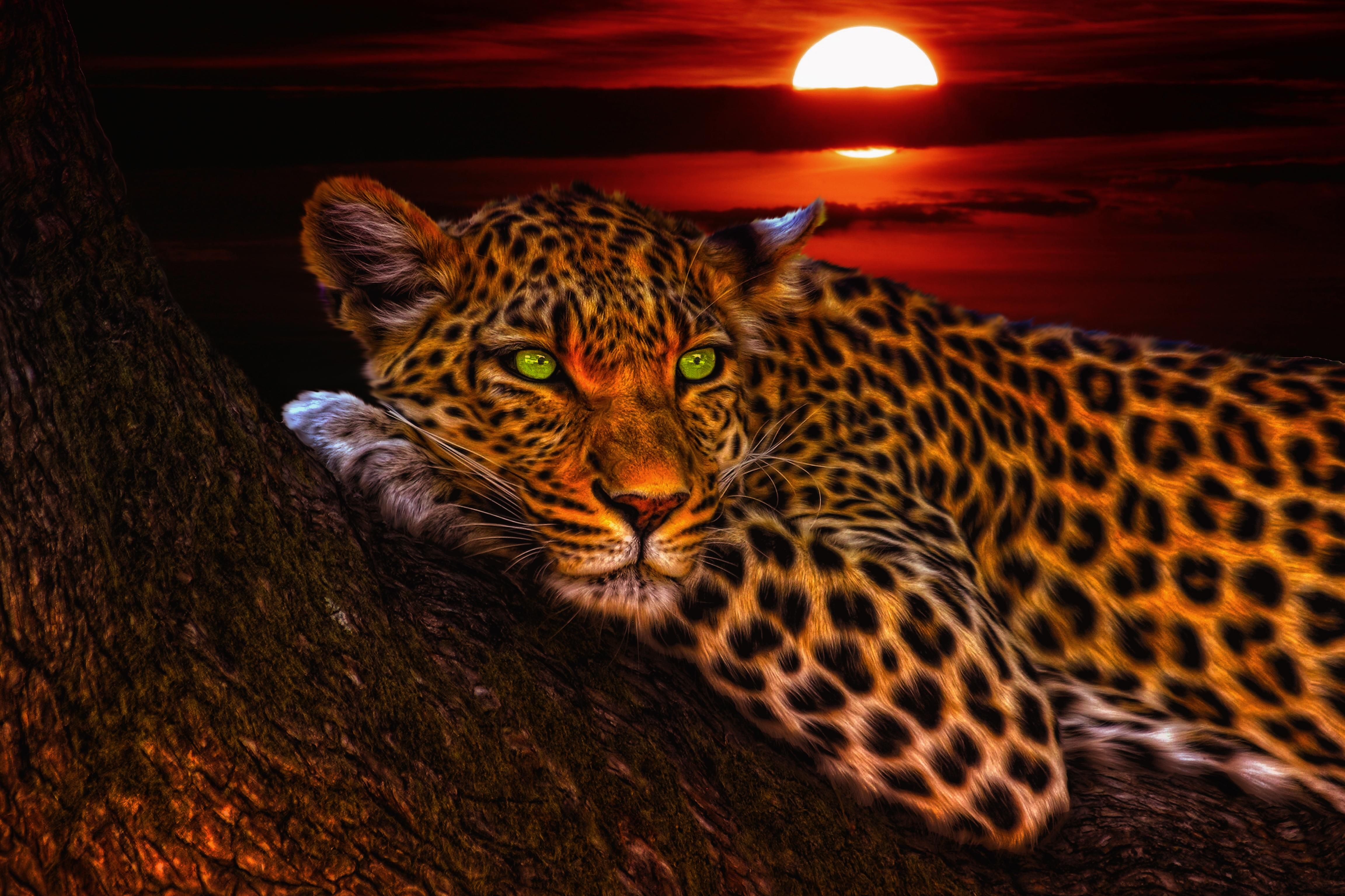 Gepard Desktop Background 4608x3072