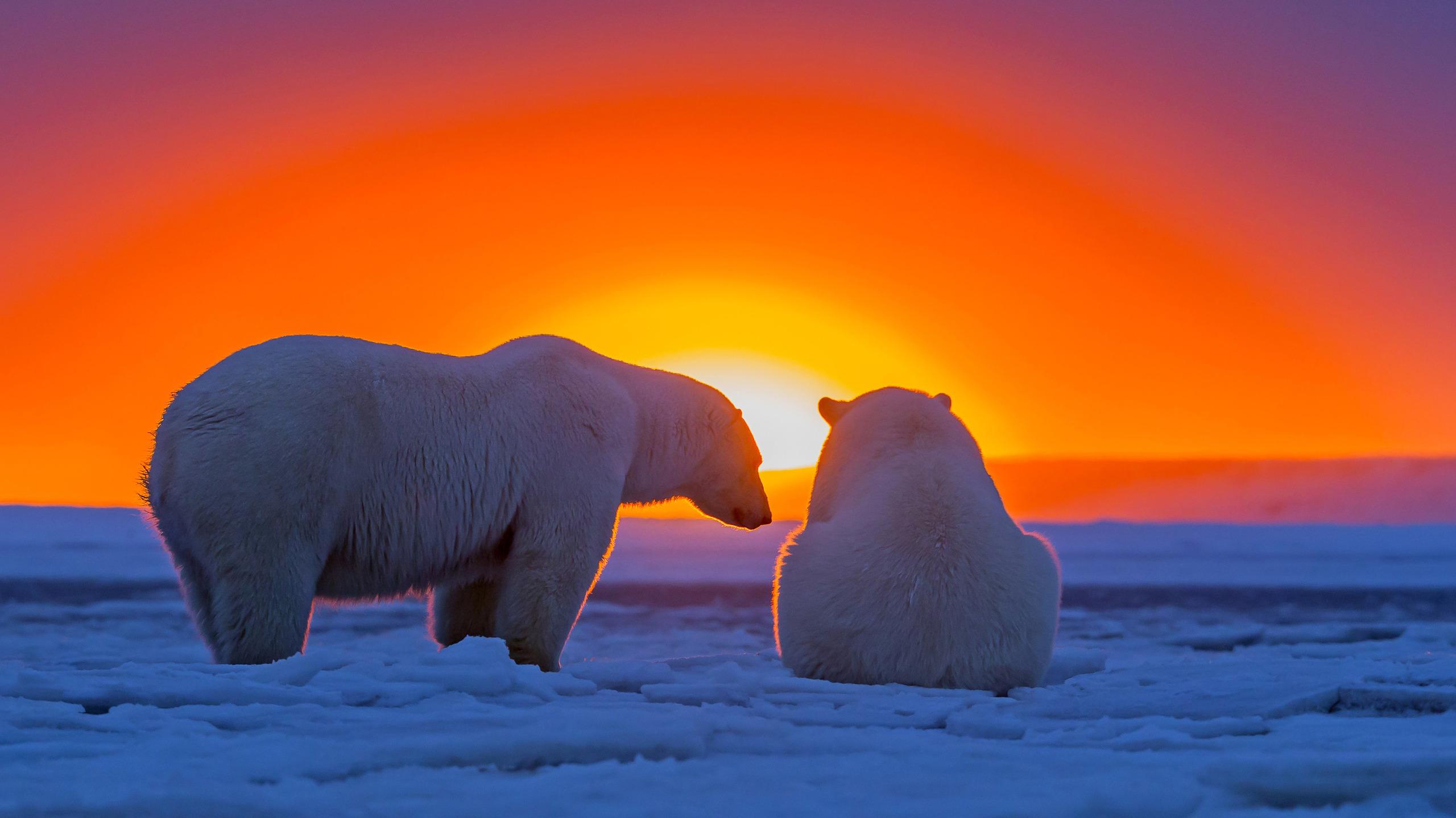 Polar Bear 2k QHD Wallpaper 2560x1440