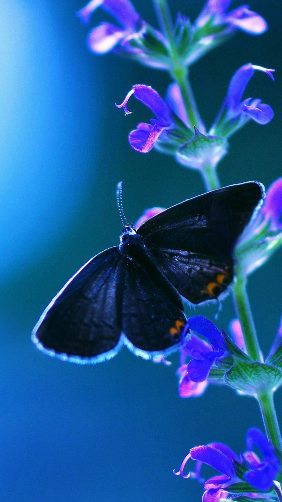 Butterfly Android Wallpaper 1080x1920