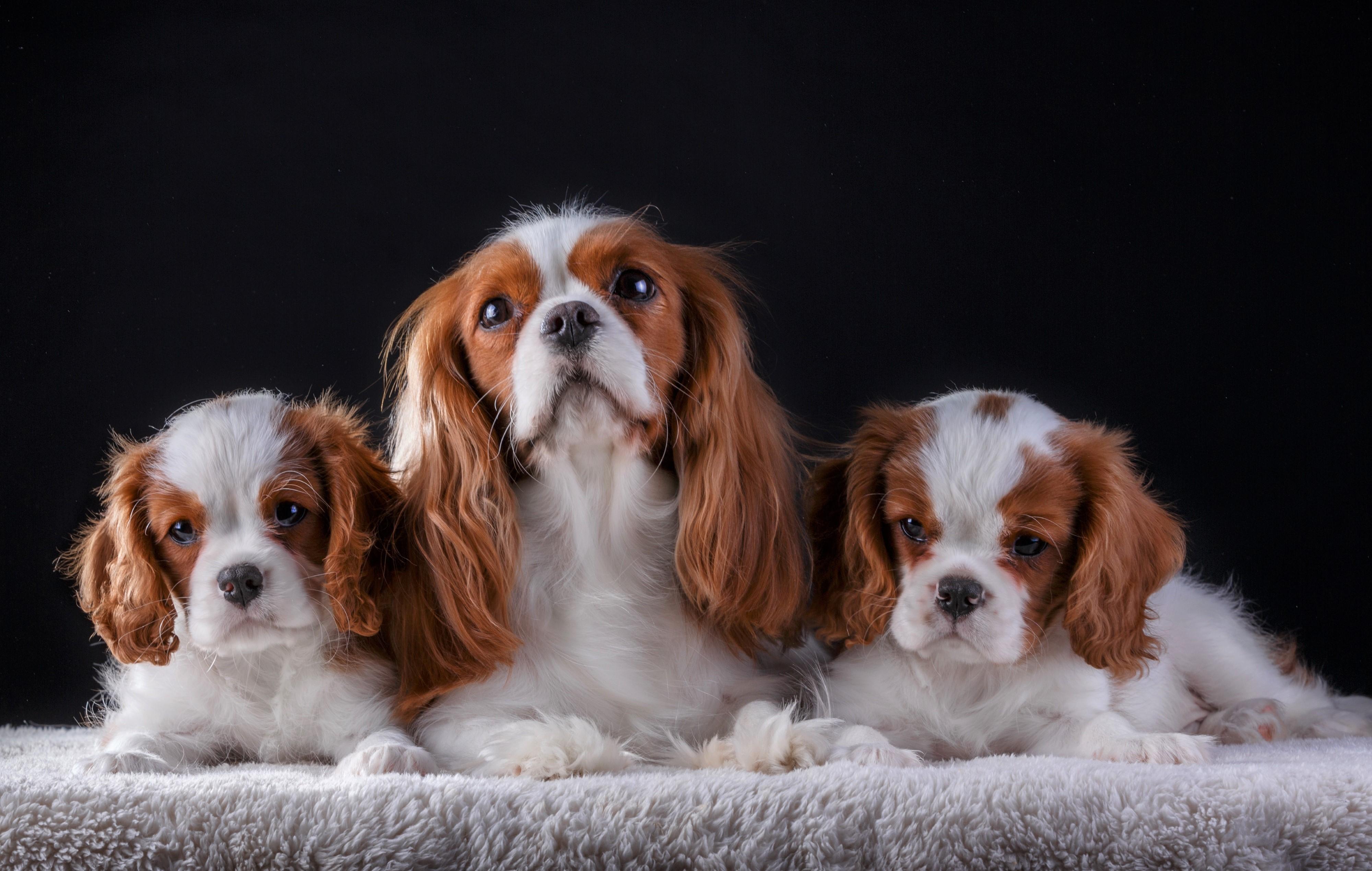 Charles Spaniel Dog Desktop Background 4000x2539