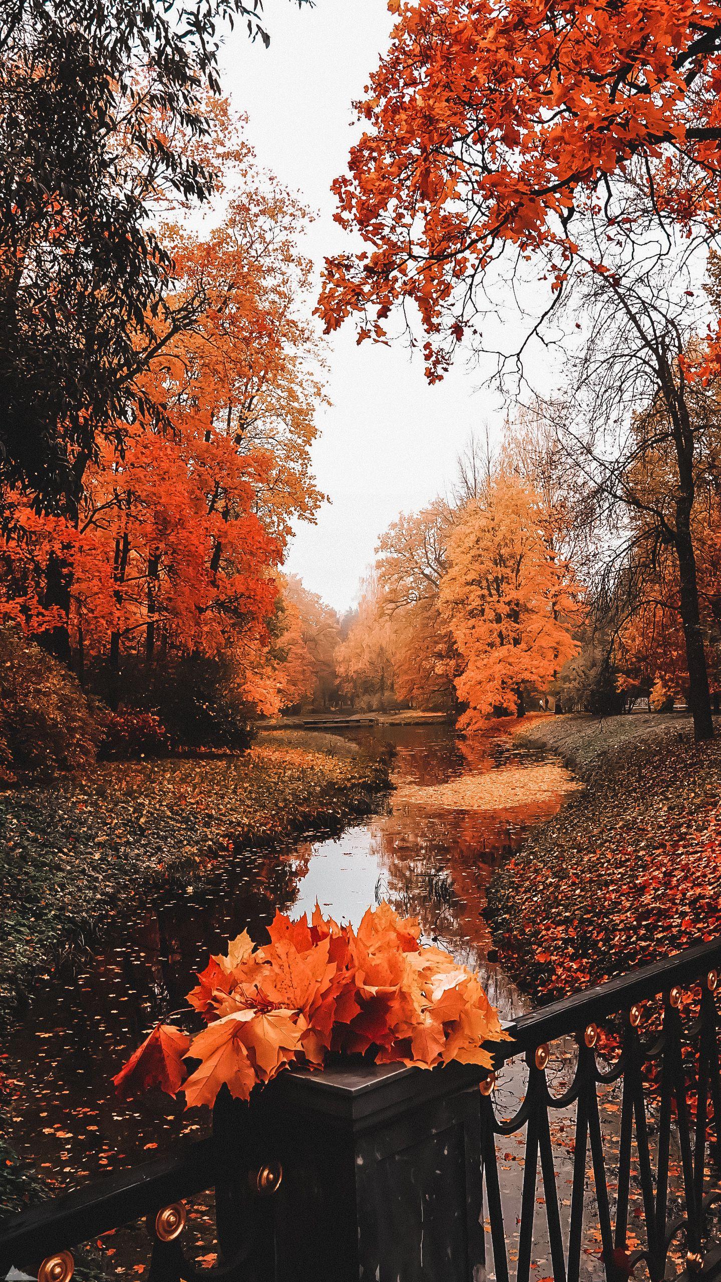 Fall iPhone Wallpaper 1440x2560