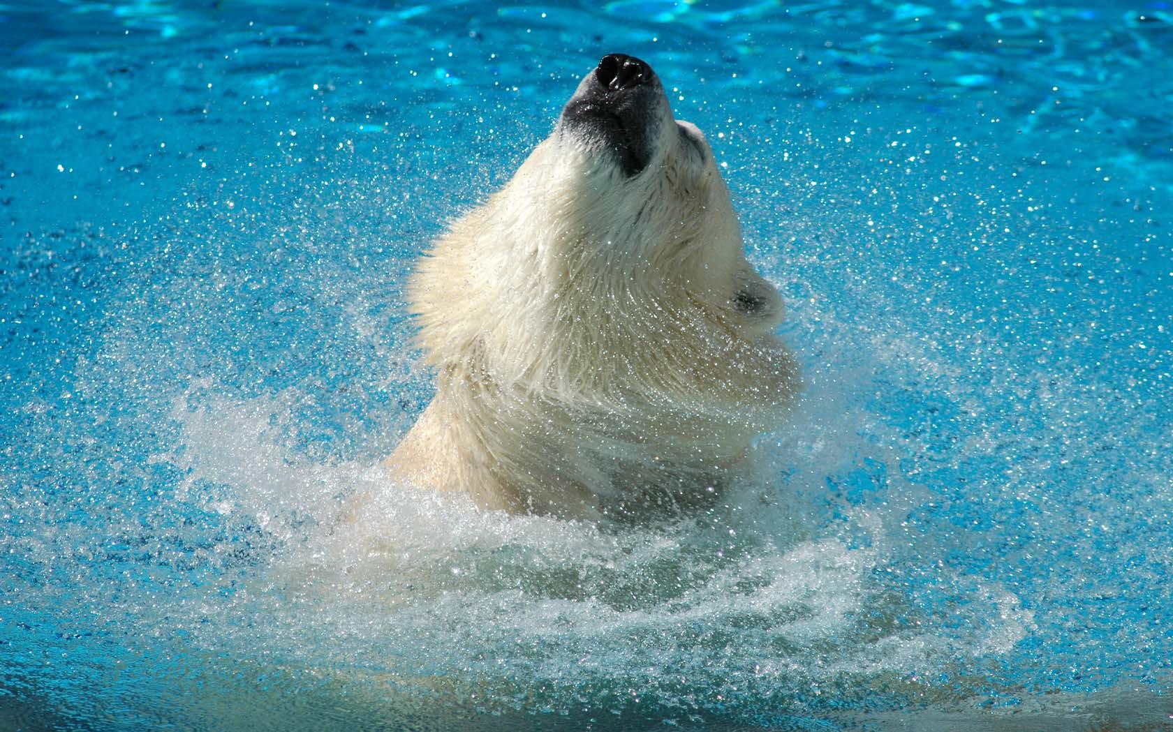 Polar Bear Laptop Background 1680x1050